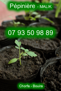 Pépinière /Malik /0793509889/chorfa bouira Algérie